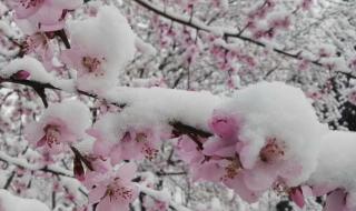 三月桃花雪的唯美句子